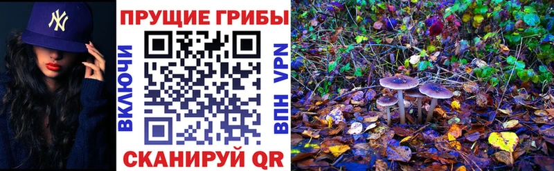 Купить закладки  Омутнинск  Галлюциногенные грибы Psilocybe 